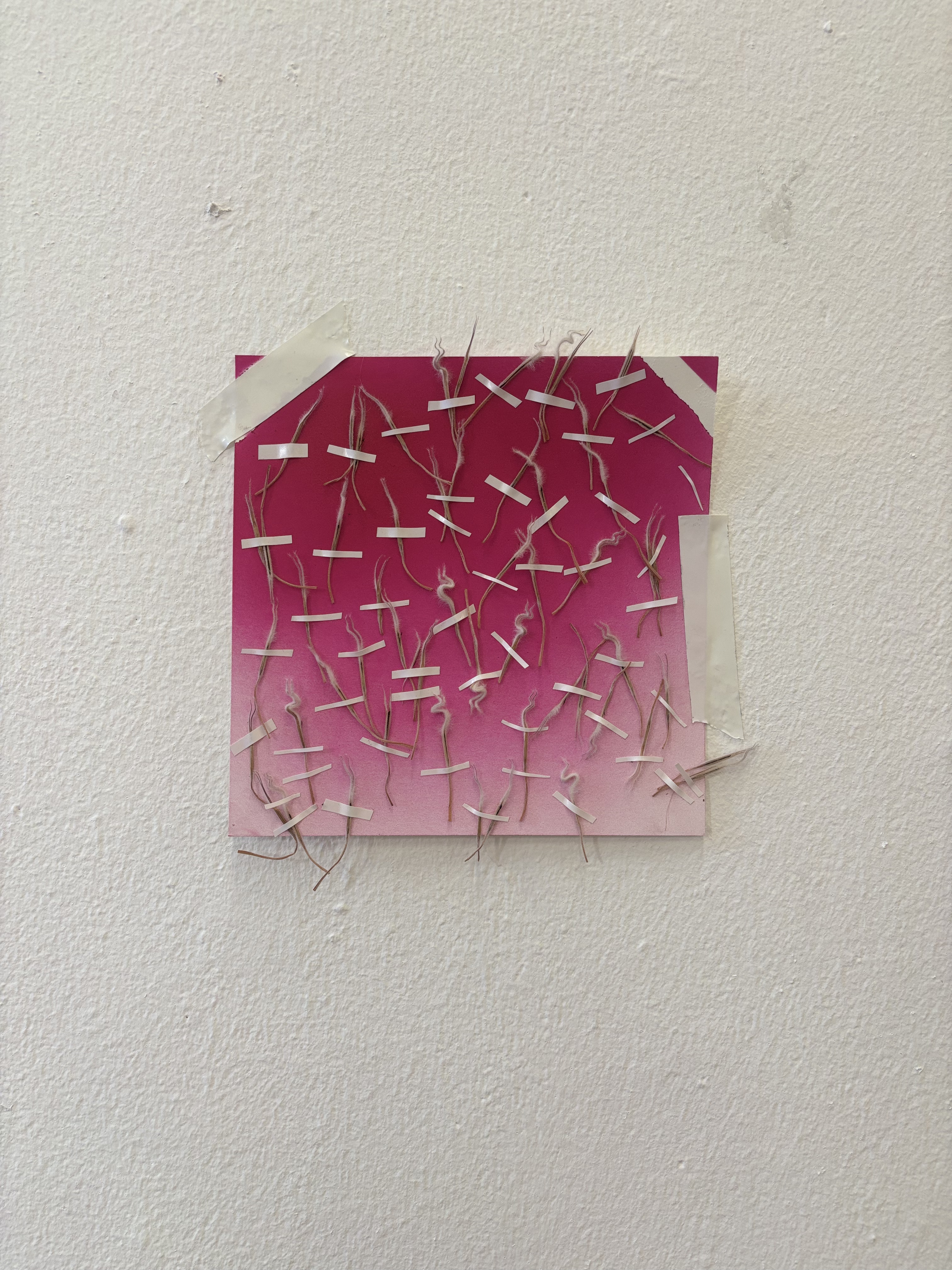 Protea Stigma Experiment by Gabriella Tobler