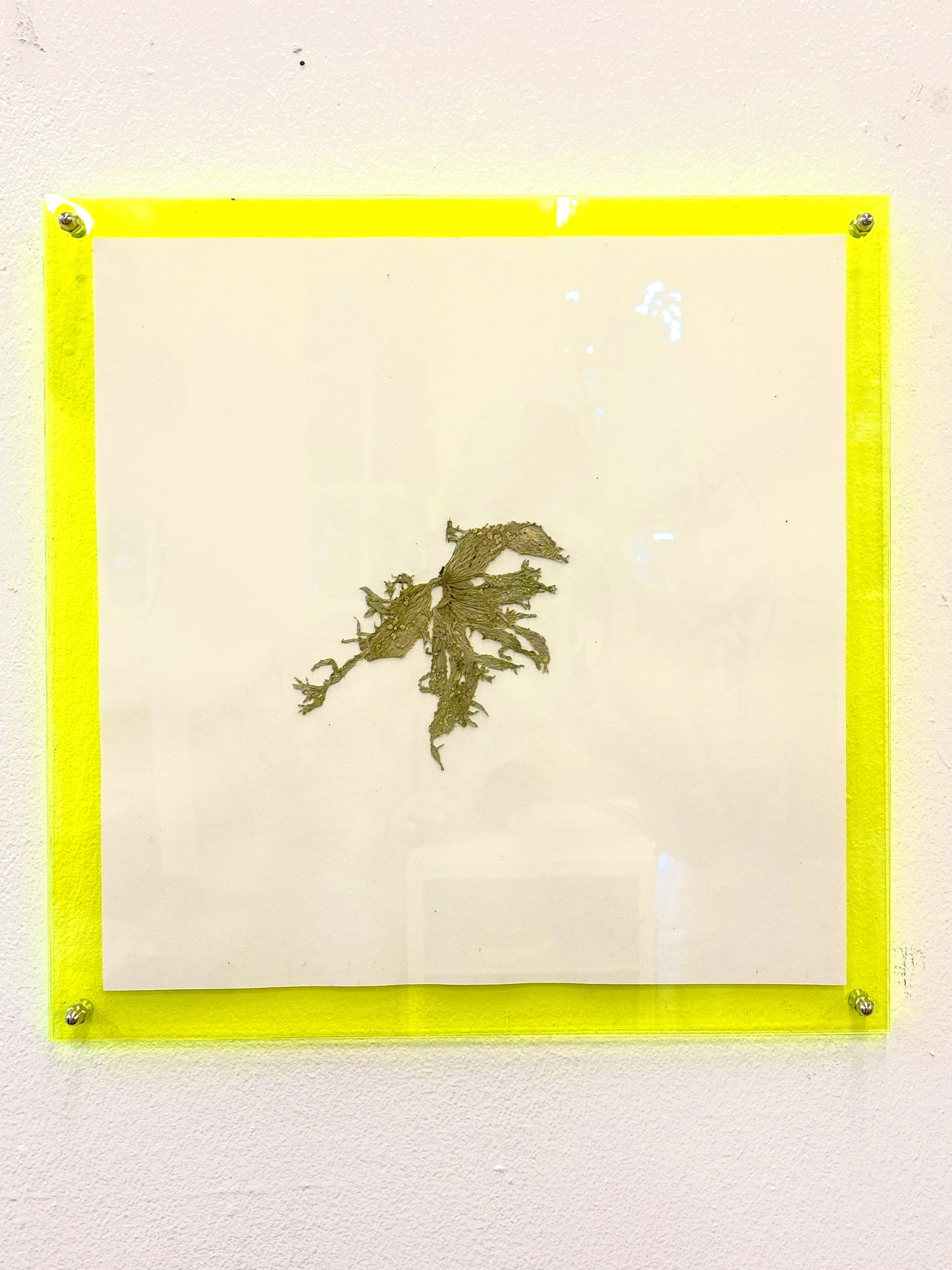 Foliose Lichen Preserved by Gabriella Tobler