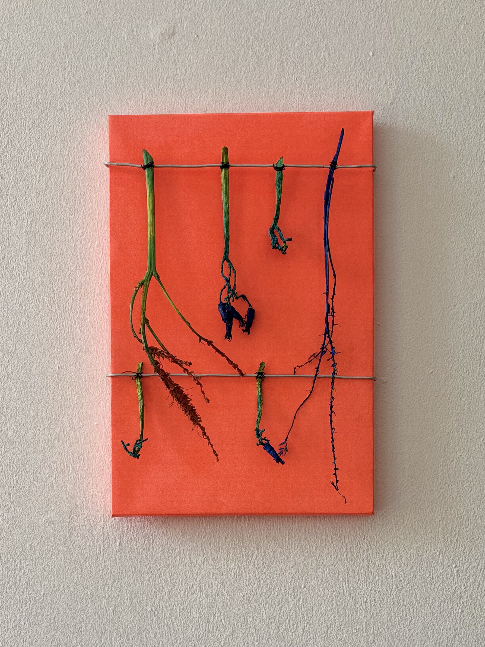 Aloe Maculata by Gabriella Tobler