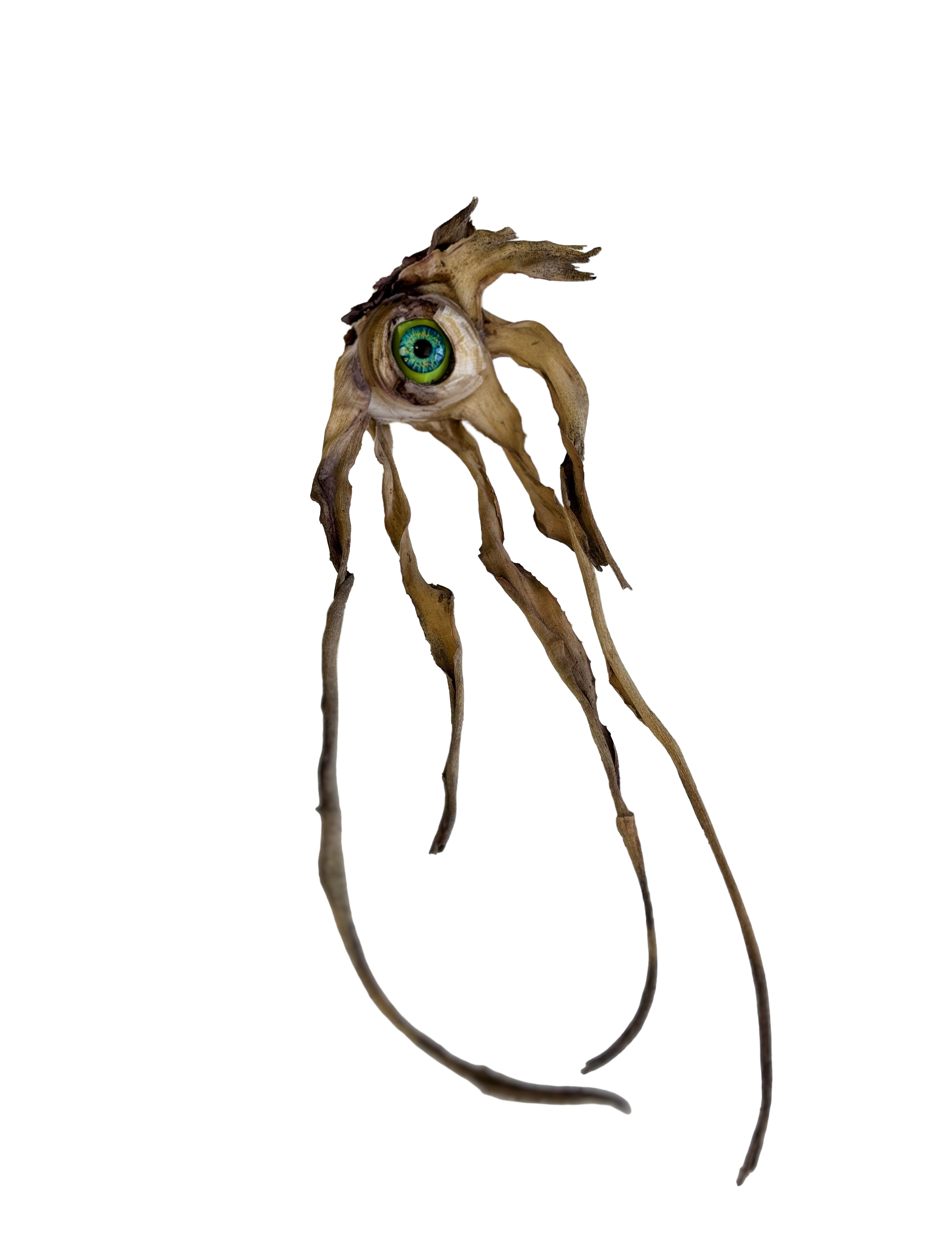 Aloe Eye - Dried aloe roots and glass eye sculpture