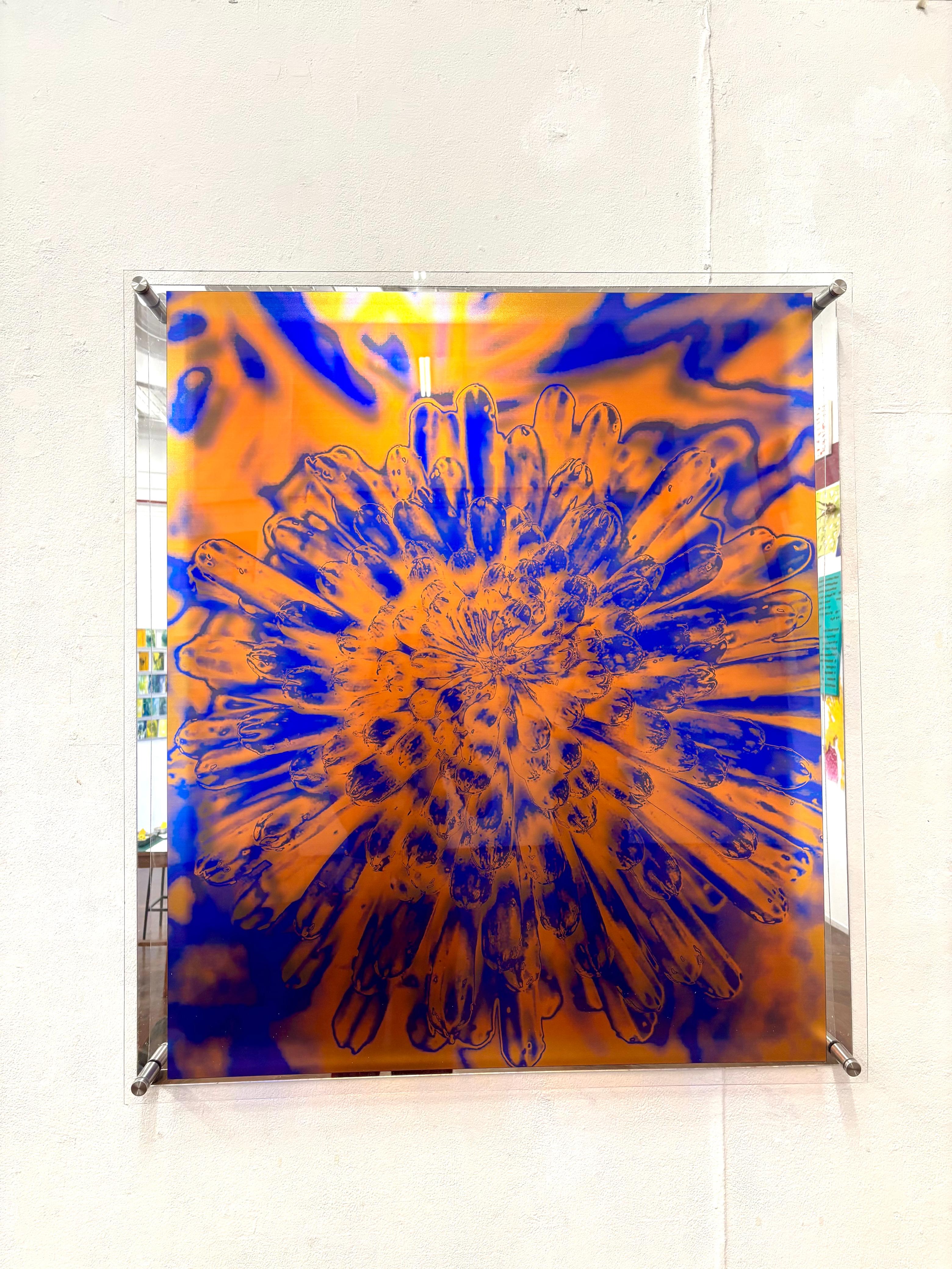 Kniphofia uvaria by Gabriella Tobler